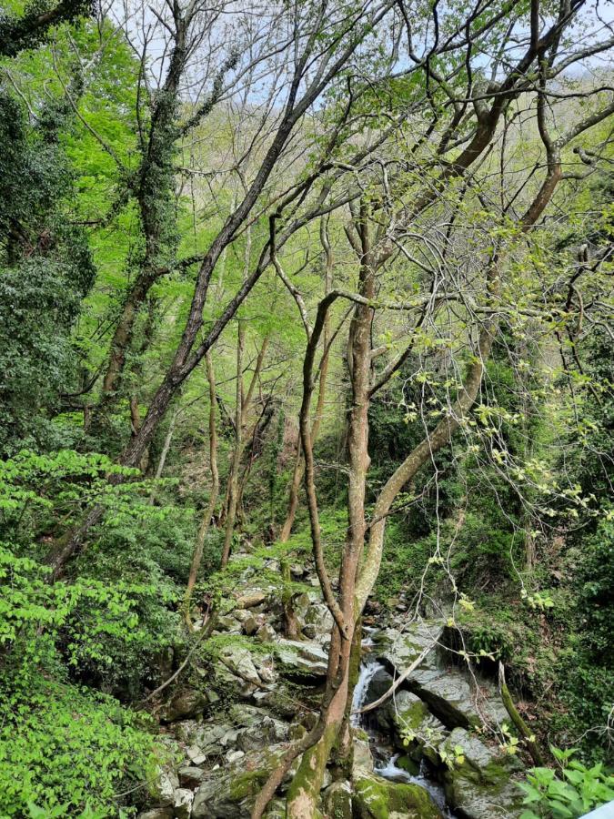 Αρχοντικό Κονάκι- Konaki Pelion Цагарада Экстерьер фото